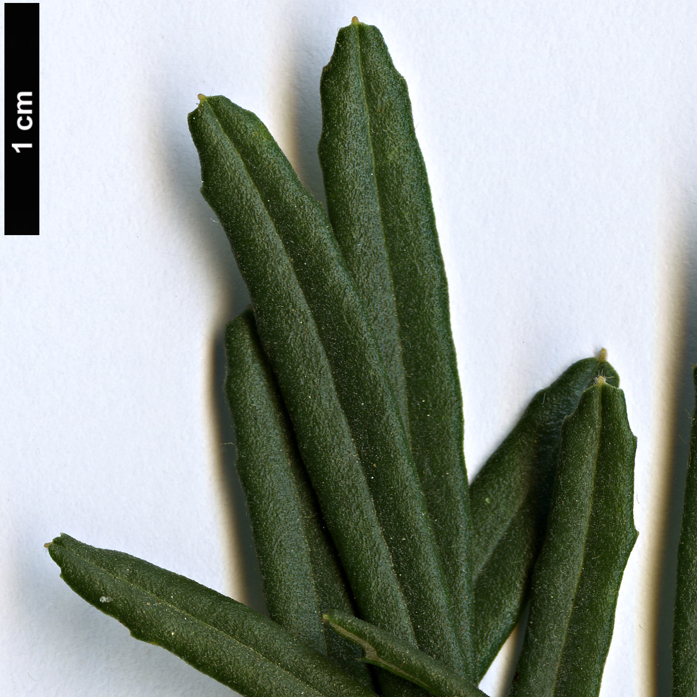 High resolution image: Family: Proteaceae - Genus: Banksia - Taxon: spinulosa - SpeciesSub: var. cunninghamii